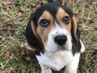 Beagle Puppy for sale in Mcdonough, GA, USA