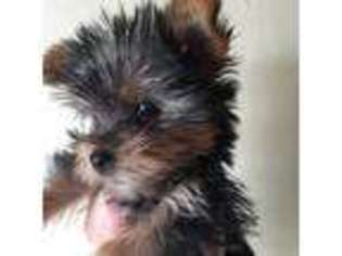 Yorkshire Terrier Puppy for sale in Parker, CO, USA