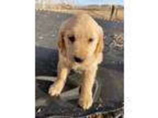 Golden Retriever Puppy for sale in Montrose, CO, USA