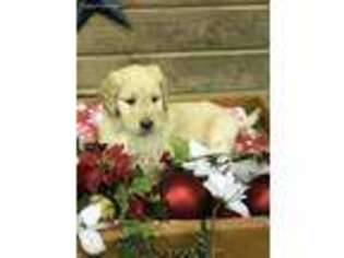 Goldendoodle Puppy for sale in Leo, IN, USA