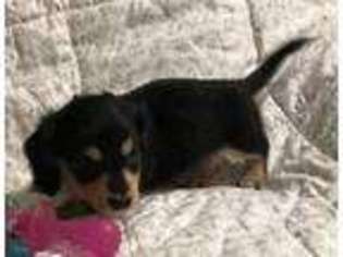 Dachshund Puppy for sale in Canaseraga, NY, USA