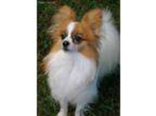 Papillon Puppy for sale in Westminster, SC, USA