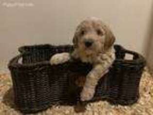 Goldendoodle Puppy for sale in Ottsville, PA, USA