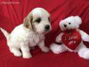Cavachon Puppy for sale in Noblesville, IN, USA