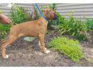 Boxer Puppy for sale in Sturgis, MI, USA