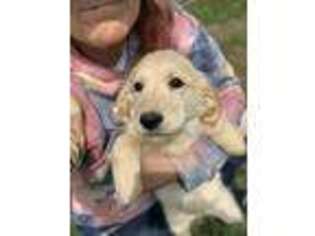 Golden Retriever Puppy for sale in Fortuna, MO, USA