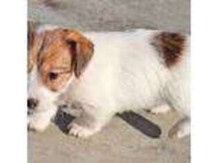 Jack Russell Terrier Puppy for sale in La Puente, CA, USA
