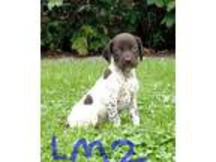 German Shorthaired Pointer Puppy for sale in Cambria, WI, USA