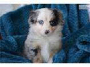 Miniature Australian Shepherd Puppy for sale in Salt Lake City, UT, USA