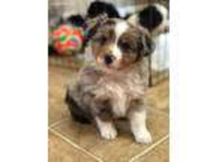 Miniature Australian Shepherd Puppy for sale in Kingsbury, TX, USA