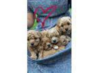Mutt Puppy for sale in Woodstown, NJ, USA