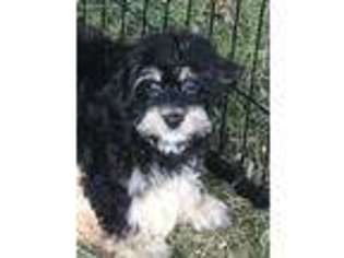 Cavachon Puppy for sale in Piney Flats, TN, USA
