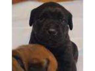 Cane Corso Puppy for sale in Dayton, OH, USA