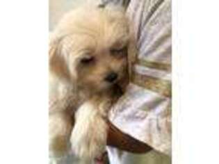 Maltese Puppy for sale in Northborough, MA, USA