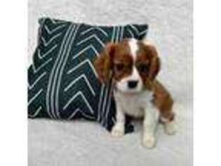 Cavalier King Charles Spaniel Puppy for sale in Arcanum, OH, USA