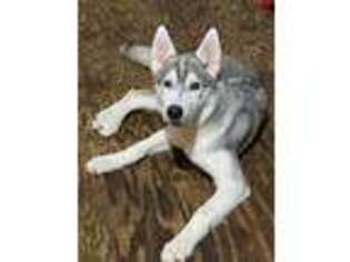 Siberian Husky Puppy for sale in Cleveland, TX, USA