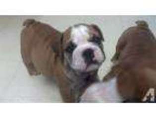 Bulldog Puppy for sale in CONSHOHOCKEN, PA, USA