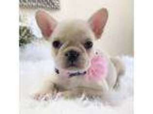 French Bulldog Puppy for sale in Pembroke Pines, FL, USA