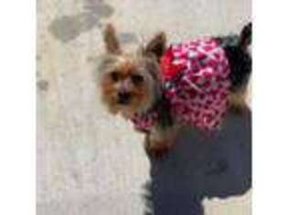 Yorkshire Terrier Puppy for sale in Forest Park, GA, USA