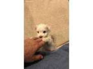Maltese Puppy for sale in Darlington, SC, USA
