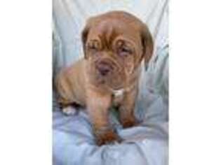 Mastiff Puppy for sale in Elkhart, TX, USA