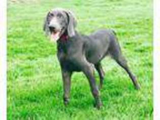 Weimaraner Puppy for sale in Clarion, PA, USA