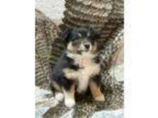 Australian Shepherd Puppy for sale in Willmar, MN, USA