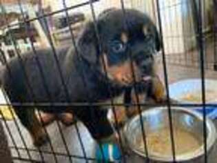 Rottweiler Puppy for sale in Beaver Falls, PA, USA