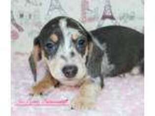 Dachshund Puppy for sale in Youngstown, OH, USA