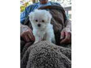 Maltese Puppy for sale in Blairsville, GA, USA