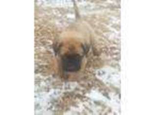 Mastiff Puppy for sale in WEST DANVILLE, VT, USA