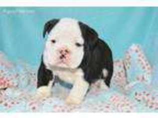 Olde English Bulldogge Puppy for sale in Paradise, PA, USA