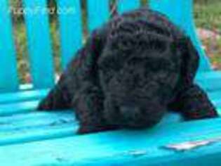 Labradoodle Puppy for sale in Camden, NC, USA