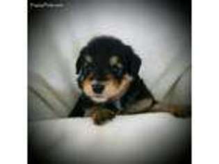 Mutt Puppy for sale in Portage, UT, USA