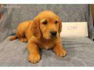 Golden Retriever Puppy for sale in Tacoma, WA, USA