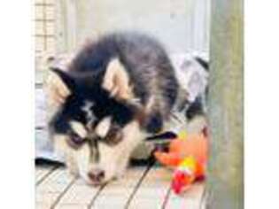 Siberian Husky Puppy for sale in Blue Point, NY, USA