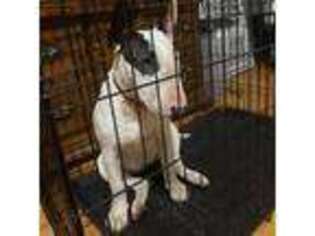 Bull Terrier Puppy for sale in Lawrenceville, GA, USA
