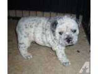 Miniature Bulldog Puppy for sale in GLENCOE, MN, USA