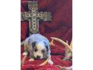 Miniature Australian Shepherd Puppy for sale in Raymond, MS, USA