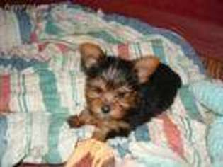 Yorkshire Terrier Puppy for sale in Newborn, GA, USA