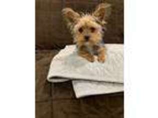 Yorkshire Terrier Puppy for sale in Great Falls, VA, USA