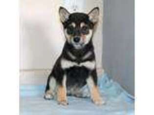 Shiba Inu Puppy for sale in Hasty, CO, USA