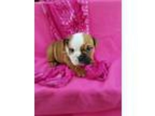 Bulldog Puppy for sale in Grabill, IN, USA