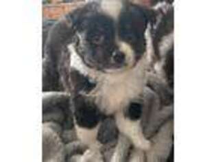 Miniature Australian Shepherd Puppy for sale in Hurricane, UT, USA