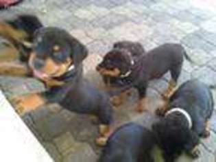 Rottweiler Puppy for sale in Miami Beach, FL, USA