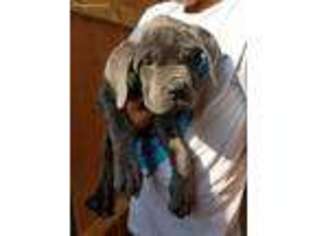 Neapolitan Mastiff Puppy for sale in Riverside, CA, USA