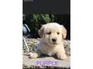 Golden Retriever Puppy for sale in Williamsburg, KY, USA