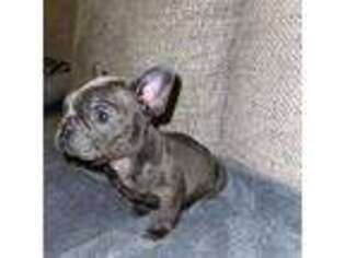 French Bulldog Puppy for sale in Valdosta, GA, USA