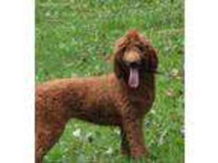 Goldendoodle Puppy for sale in East Liverpool, OH, USA