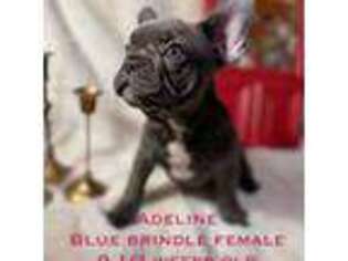 French Bulldog Puppy for sale in Tioga, ND, USA